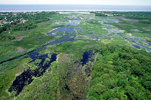 Photo of marshy area in foreground, ocean in backgroun