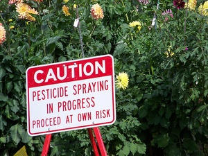 A sign with the words: "Caution pesticide spraying in progress proceed at your own risk" in front of a garden.