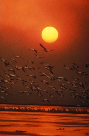White pelicans flying over the ocean at sunset taken by the U.S. Fish and Wildlife Service.