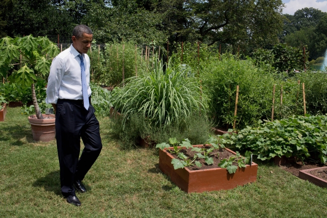 President Obama in White House vegetable garden