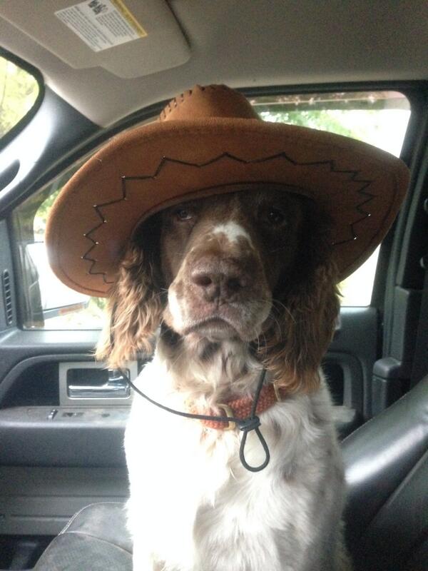 A photo of a dog wearing a cowboy hat that was deleted from the Twitter feed of Massachusetts governor Deval Patrick.