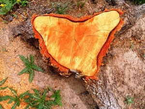 A top down photo of a tree stump in an unusual shape that was deleted from the Twitter account of Rep. Steven Horsford, D-Nev., and caught by Politwoops.