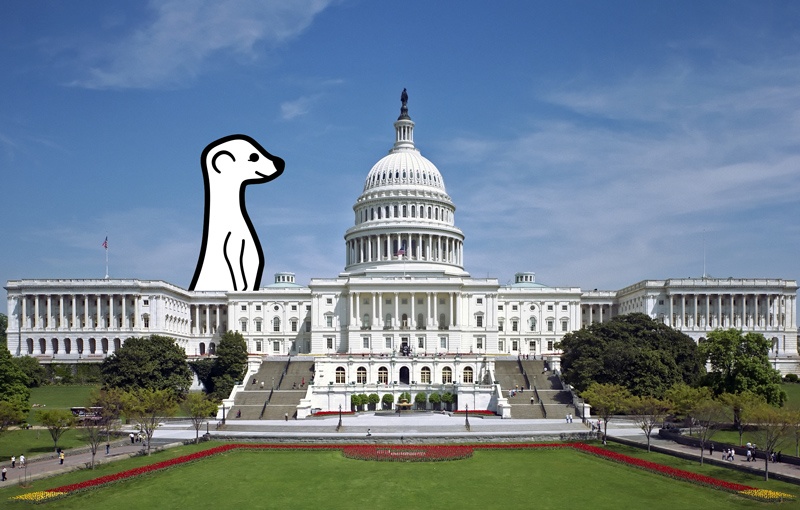 The Meerkat logo invades the Capitol building.
