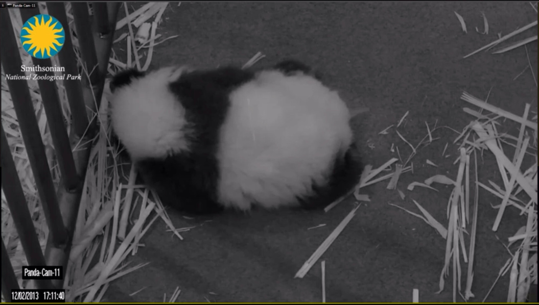 Screenshot taken from the Smithsonian National Zoo's "Panda Cam" before the government shutdown started. 